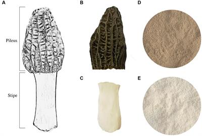 Comparative analysis of the nutritional and biological properties between the pileus and stipe of Morchella sextelata